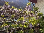 Appts. Wisteria - 